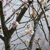 桜が開花していました