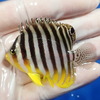 【現物11】シマヤッコ 6cm±! 海水魚 生体 15時までのご注文で当日発送【ヤッコ】