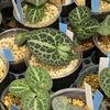 イベント告知（Plant to New Home）