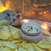 ぽんすけ１才の誕生日♪🍰