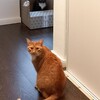 猫のあるある　その２