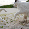 八重山諸島のねこさん