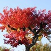 ナンキンハゼ　〈紅葉〉