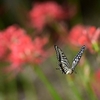 ✿彼岸花とアゲハチョウ🦋