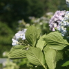 2021年5月30日　紫陽花　葉　花　梅雨　28℃