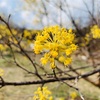 【利川・イチョン】サンスユマウル（이천산수유마을）で春の訪れを感じた一日。