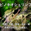 ピノキオシュリンプの飼育方法・繁殖・餌・販売・苔取り能力優秀エビ