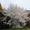 桜の季節
