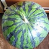 父の畑でとれたすいか🍉いただきます♡