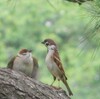 スズメの親子とムクドリの幼鳥