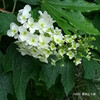 カシワバアジサイ Hydrangea quercifolia