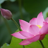 蓮の花のスピリチュアルな意味＆蓮の花の呼吸法