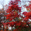 高尾山を紅葉見るハイキング