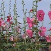 普段の生活でよく見かける草花の名前