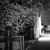いつもの夜道桜