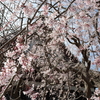 【鎌倉いいね】鎌倉の春の花です。しだれ桜などなど（３月１８日撮影）