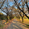 ロケハン&ウォーキング！その4 2023.11.3 富山県中央植物園