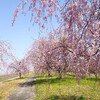 ４月１５日、　素敵な‼️さくら🌸やん～‼️