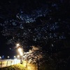 夜の桜を撮りに行く