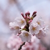 自転車で「桜めぐり」in市川市 ’22.04.02