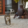 八重山諸島のねこさん