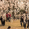 京都御苑・近衛邸跡の糸桜