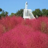コキア　と　コスモス　万博記念公園