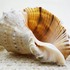 サザエの貝殻の表面にある突起物は何？