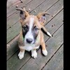 あらー。仔犬達？