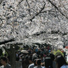 富山市中心街の桜風景