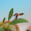 Bulbophyllum geniculiferum 