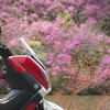 なごり桜とミツバツツジ　舞鶴へツーリング　前編
