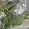 なぜ昆虫観察が面白いのか