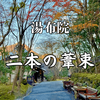【宿泊記】湯布院・二本の葦束に宿泊｜森の中に佇む静寂の宿【施設編】
