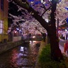 路地裏桜2016～「木屋町」