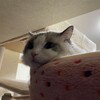 すっかり通常モードに復帰したふくちゃん