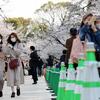 ドイツ発（datelined Germany）：　Earliest cherry blossom season