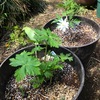 購入したニリンソウ，キクザキイチゲは，イチリンソウ属　Anemone．キンポウゲ科 Ranunculaceae．「キンポウゲ科キンポウゲ属キンポウゲという種がある？」と調べてみると，キンポウゲ（金鳳花）は，ウマノアシガタの別名.ウマノアシガタ科ウマノアシガタ属と命名されても決しておかしくなかった. キンポウゲ属の学名Ranunculus．ラテン語で「小さな蛙」．英語でWater crowfoot，水生キンポウゲを反映した名前？キンポウゲ科には，美しい花たちが沢山所属しています．画像を集めてみました．