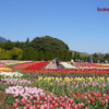 チューリップ【秦野戸川公園】神奈川