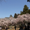 【水戸市】六地蔵寺の枝垂れ桜・・