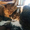届いたキャットミントと 猫たちの反応 北のねこ暮らし 届いたキャットミントと 猫たちの反応 北のねこ暮らし