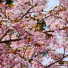 大漁桜が見頃