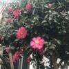 山茶花