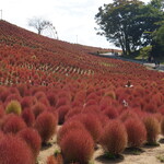東京ドイツ村にスーモ（コキア）の紅葉を観に行く（2024/10/14）