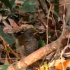 パックのひとりごと（野鳥を観に行こうよ）