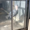 ある日の上野動物園