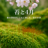【4月の苔観察】春の芽吹きとともに楽しむ、苔の世界