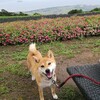 お出掛けはいつも雨？！　～びわこ箱館山～