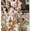 桃の剪定枝の開花状況はすっかり花盛りに