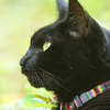 怖いイメージがある黒猫は実は人懐っこくて、可愛いのである。